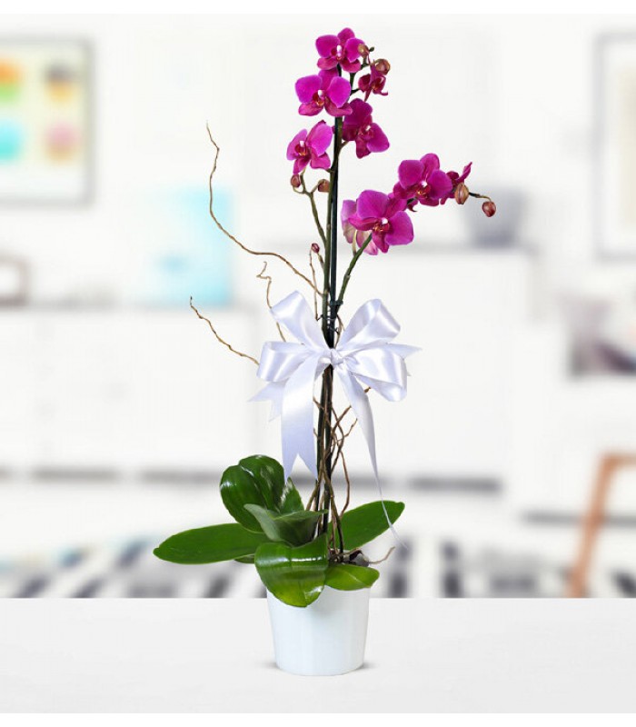 Orkide Mor Tek Dal