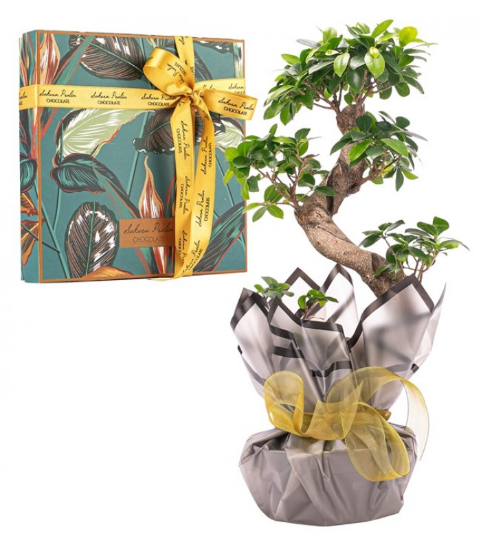 Giant Bonsai Tasarım ve Resital