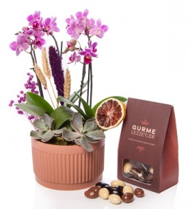 Kiremit Saksıda Çiftli Mini Orkide ve Draje Çikolata