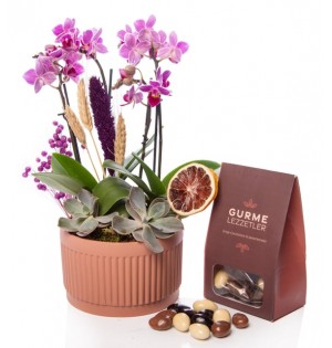 Kiremit Saksıda Çiftli Mini Orkide ve Draje Çikolata