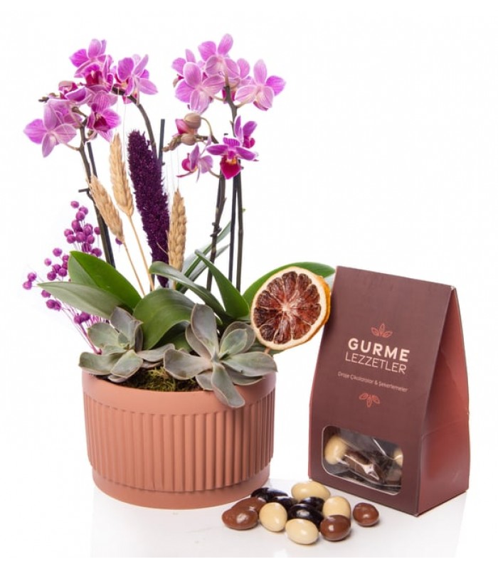 Kiremit Saksıda Çiftli Mini Orkide ve Draje Çikolata