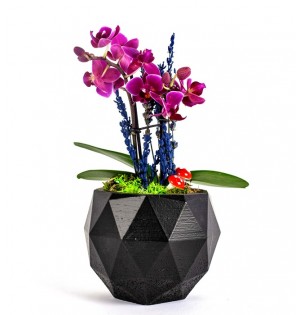 Geometrik Mini Orkide
